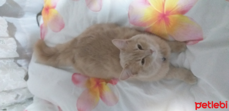 Nebelung, Kedi  Kimyon fotoğrafı