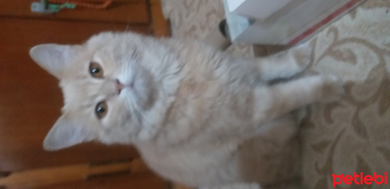 Nebelung, Kedi  Kimyon fotoğrafı