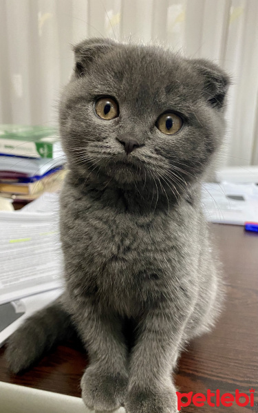 Scottish Fold, Kedi  Bella fotoğrafı