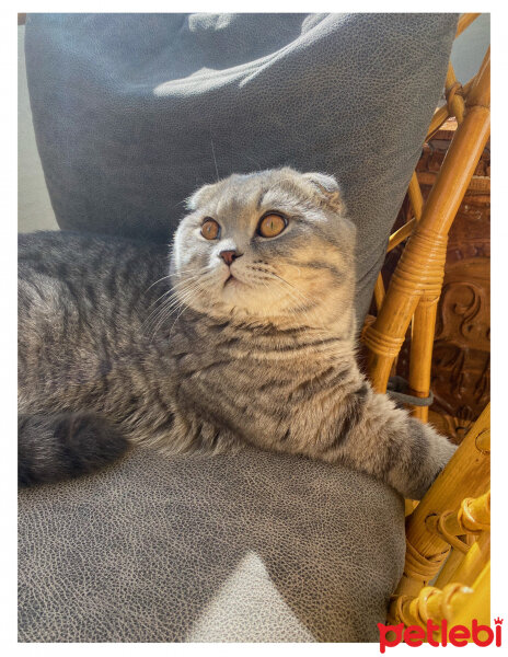 Scottish Fold, Kedi  Teo fotoğrafı