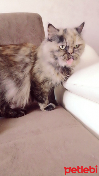 Chinchilla, Kedi  Şila fotoğrafı