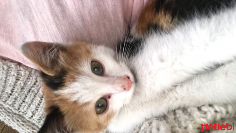 American Wirehair, Kedi  Güneş fotoğrafı