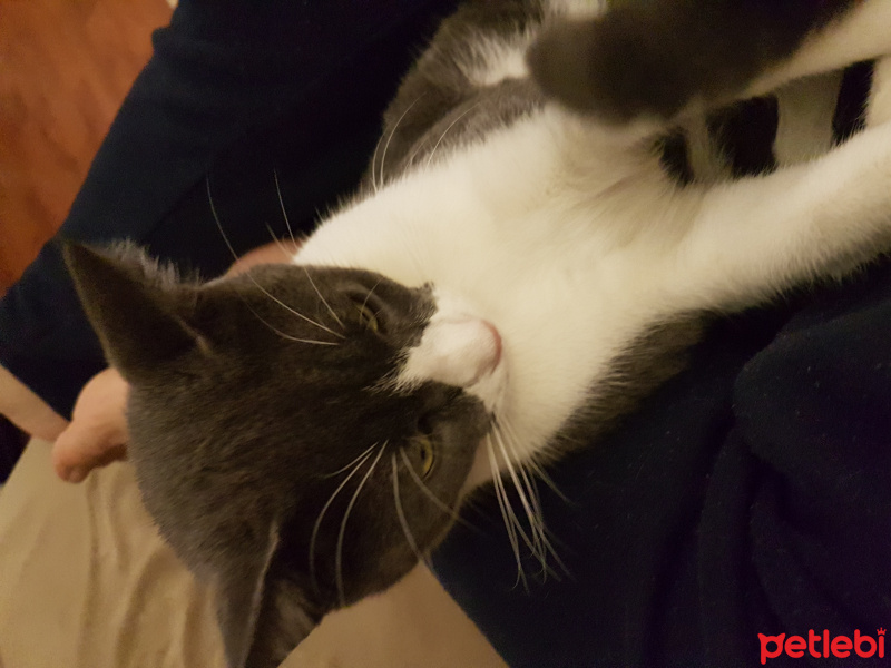 Tuxedo (Smokin) Kedi, Kedi  Paşa fotoğrafı