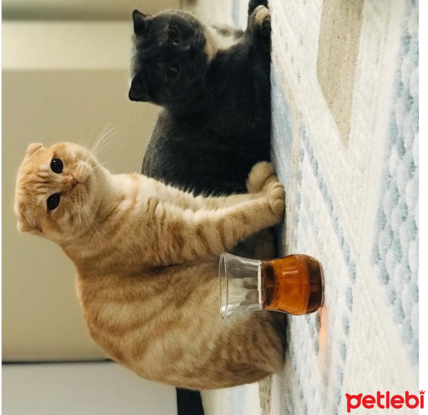 Scottish Fold, Kedi  Benjamin fotoğrafı