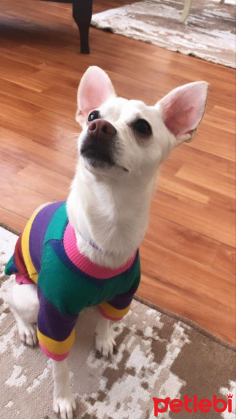 Chihuahua, Köpek  Lena fotoğrafı