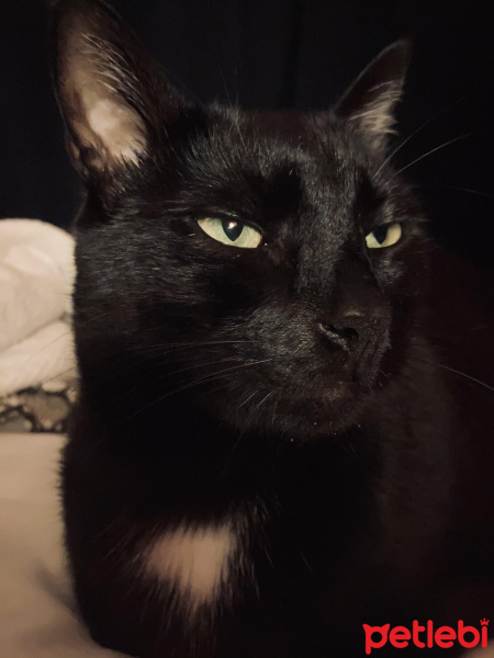 Bombay, Kedi  Batman fotoğrafı