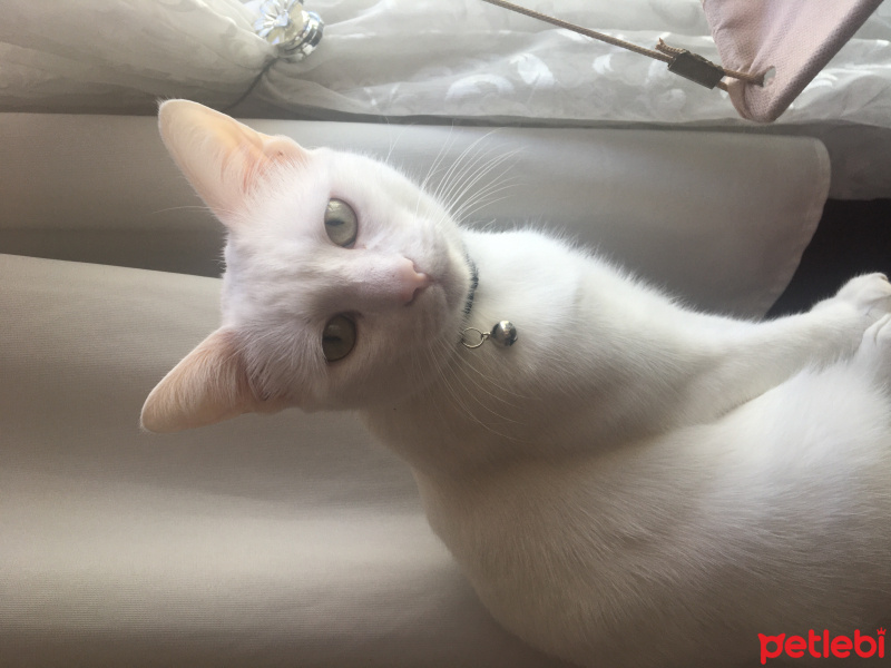 Van Kedisi, Kedi  Arwen &cesur fotoğrafı