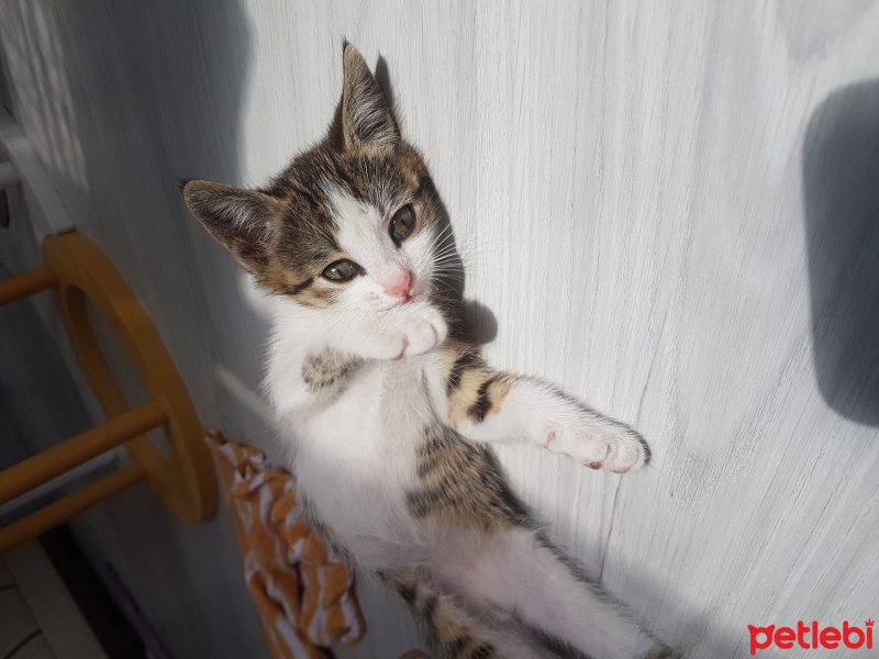 Tekir Kedi, Kedi  Marmelat fotoğrafı