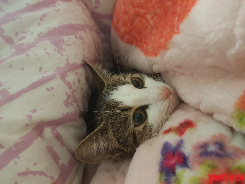 Tekir Kedi, Kedi  Marmelat fotoğrafı