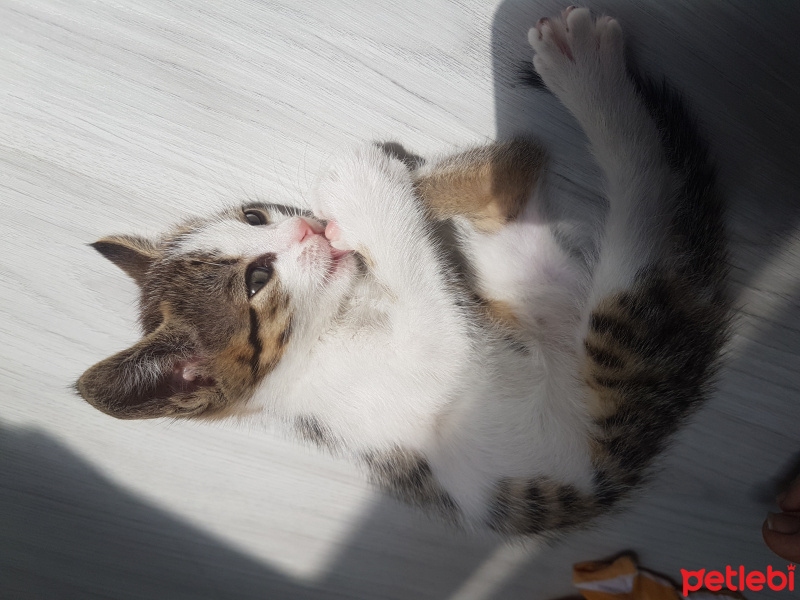 Tekir Kedi, Kedi  Marmelat fotoğrafı