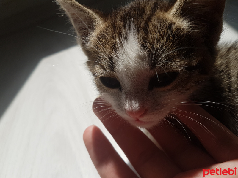 Tekir Kedi, Kedi  Marmelat fotoğrafı