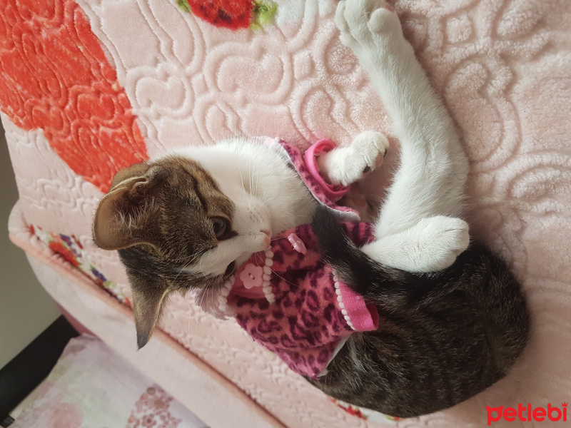 Tekir Kedi, Kedi  Marmelat fotoğrafı