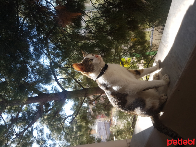 Tekir Kedi, Kedi  Marmelat fotoğrafı