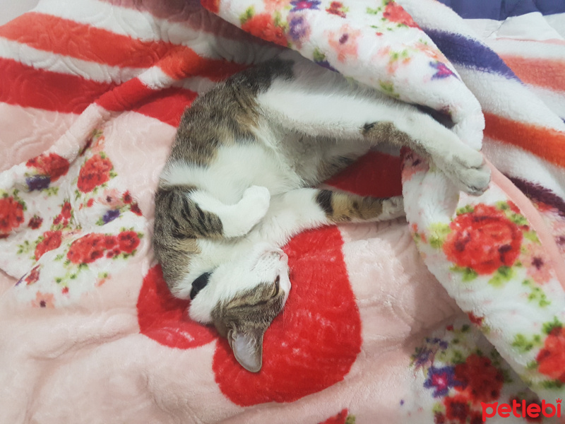 Tekir Kedi, Kedi  Marmelat fotoğrafı