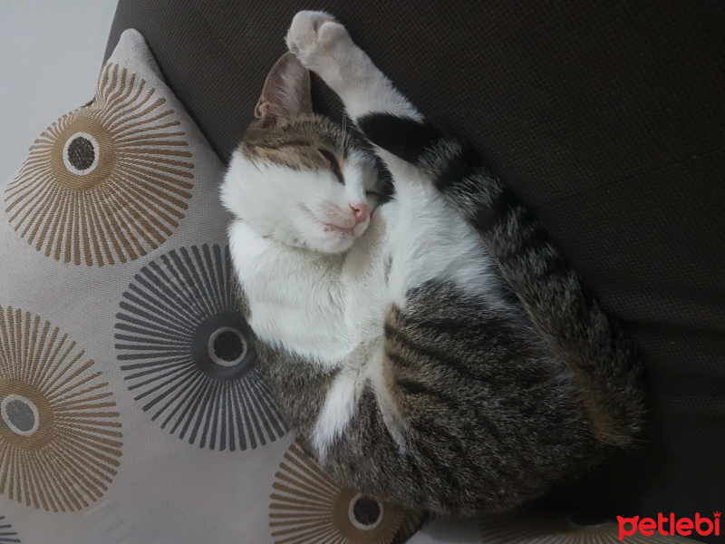 Tekir Kedi, Kedi  Marmelat fotoğrafı
