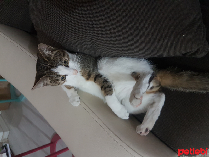 Tekir Kedi, Kedi  Marmelat fotoğrafı