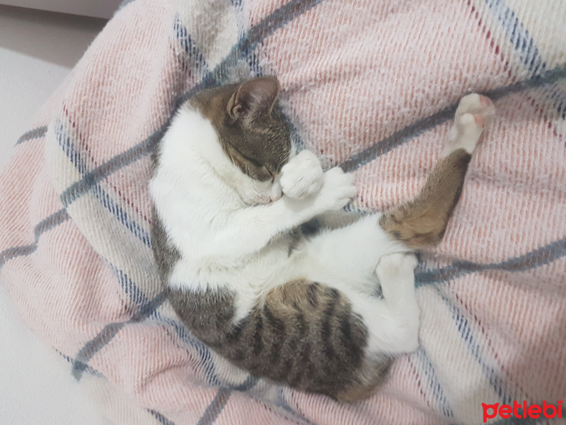 Tekir Kedi, Kedi  Marmelat fotoğrafı
