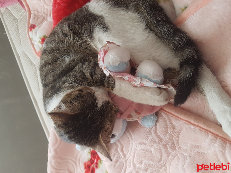 Tekir Kedi, Kedi  Marmelat fotoğrafı