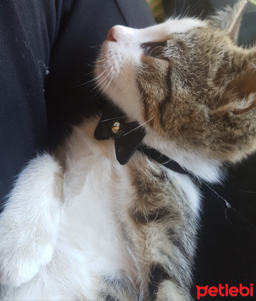 Tekir Kedi, Kedi  Marmelat fotoğrafı