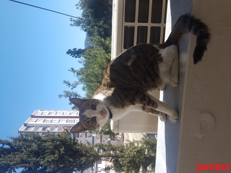 Tekir Kedi, Kedi  Marmelat fotoğrafı