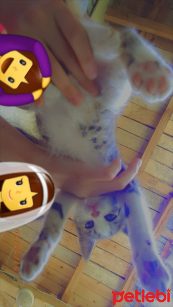 Tekir Kedi, Kedi  Marmelat fotoğrafı