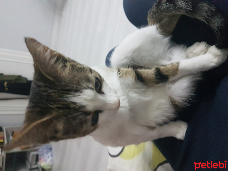 Tekir Kedi, Kedi  Marmelat fotoğrafı
