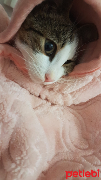 Tekir Kedi, Kedi  Marmelat fotoğrafı