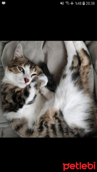 Tekir Kedi, Kedi  Marmelat fotoğrafı