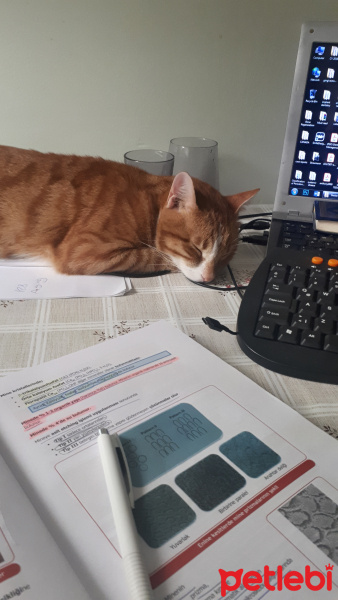 Sarman, Kedi  Sezar fotoğrafı