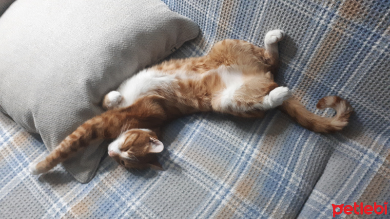 Sarman, Kedi  Sezar fotoğrafı