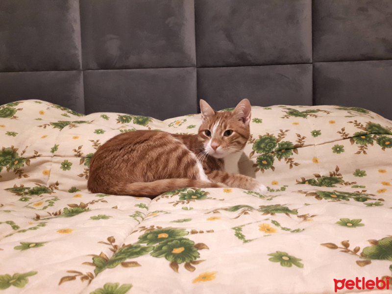 Sarman, Kedi  Sezar fotoğrafı