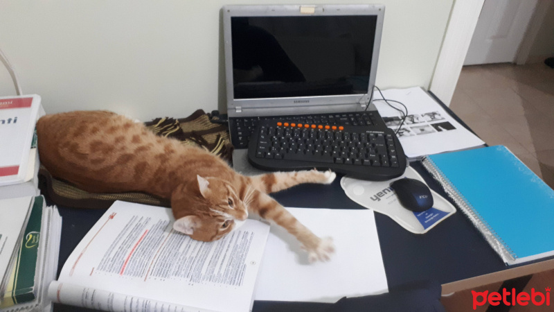 Sarman, Kedi  Sezar fotoğrafı