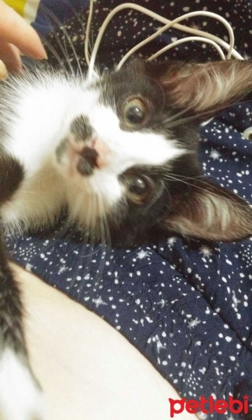 Tuxedo (Smokin) Kedi, Kedi  Misha fotoğrafı