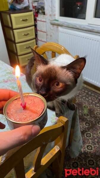 Siyam Kedisi, Kedi  Maya fotoğrafı