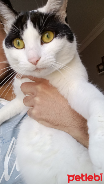 Tekir Kedi, Kedi  Tokyo fotoğrafı