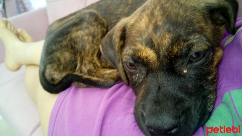 Amerikan Staffordshire Terrier, Köpek  Loyal fotoğrafı