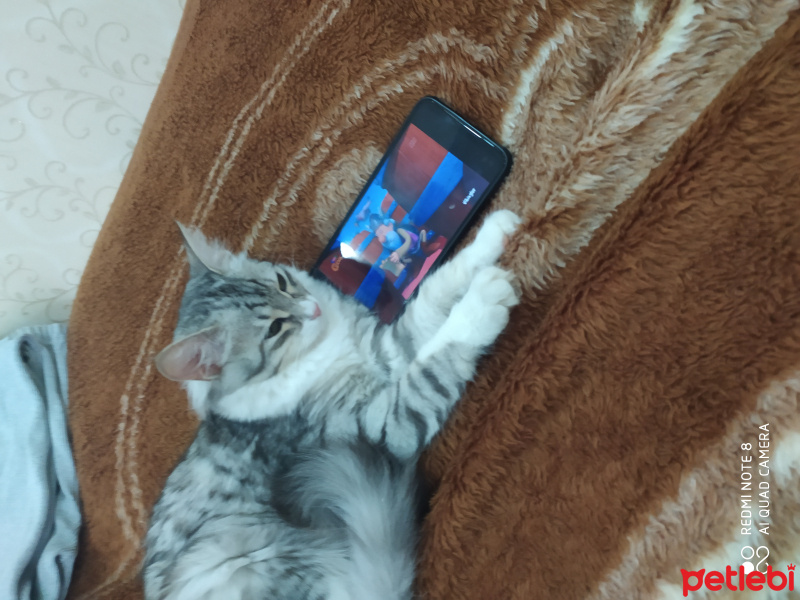 Tekir Kedi, Kedi  Zeyna fotoğrafı