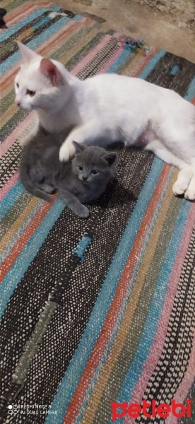 Tekir Kedi, Kedi  Zeyna fotoğrafı