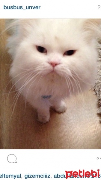 Chinchilla, Kedi  Miyapuf fotoğrafı