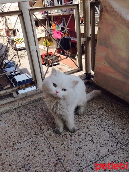 Chinchilla, Kedi  Miyapuf fotoğrafı