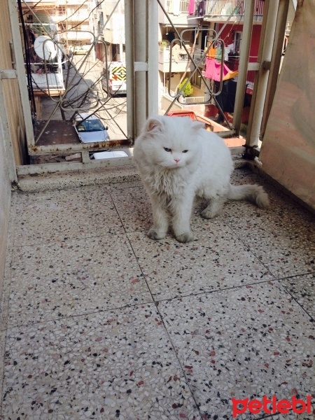 Chinchilla, Kedi  Miyapuf fotoğrafı