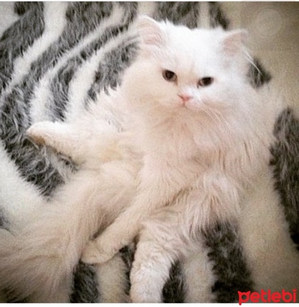 Chinchilla, Kedi  Miyapuf fotoğrafı