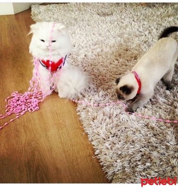 Chinchilla, Kedi  Miyapuf fotoğrafı