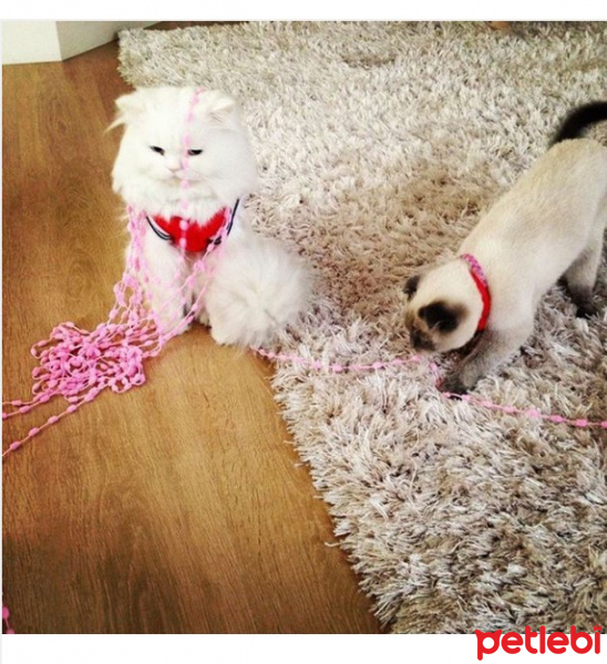 Chinchilla, Kedi  Miyapuf fotoğrafı