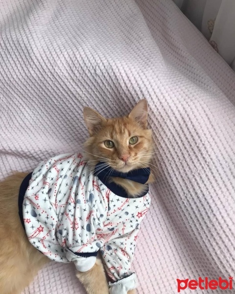 Sarman, Kedi  Leon fotoğrafı