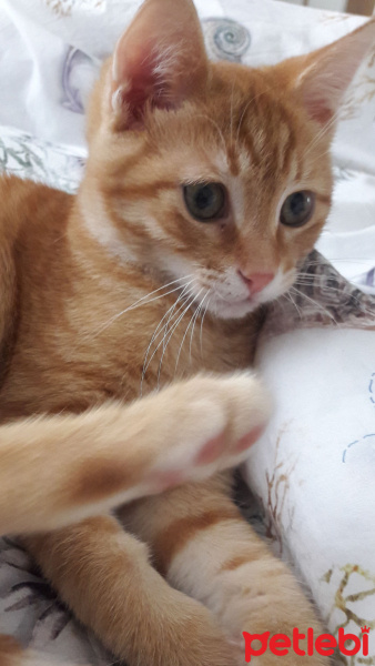 Soke, Kedi  Leo fotoğrafı