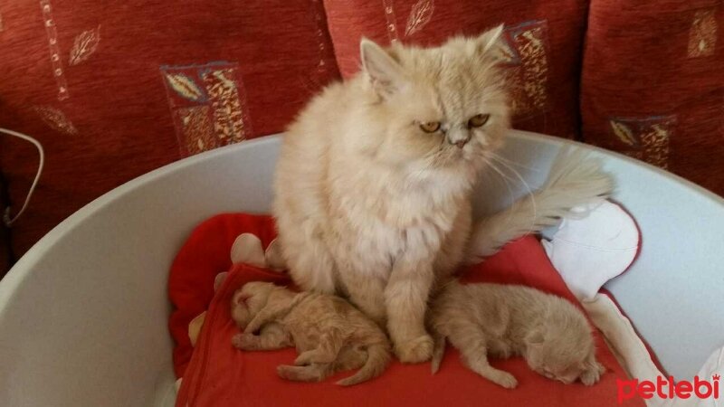 İran Kedisi (Persian), Kedi  Karamel  fotoğrafı