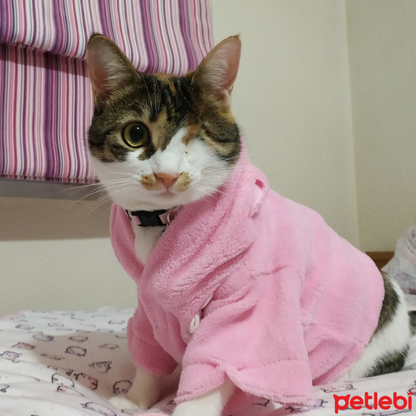 Tekir Kedi, Kedi  Badem fotoğrafı