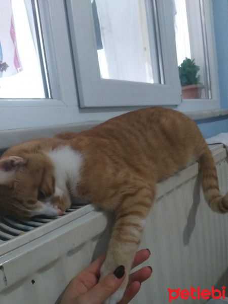 Sarman, Kedi  Haydut fotoğrafı