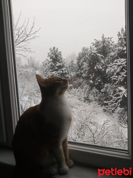 Sarman, Kedi  Haydut fotoğrafı